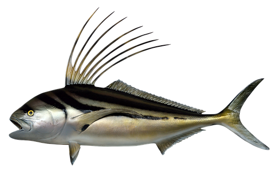 A Fish With Long Fins