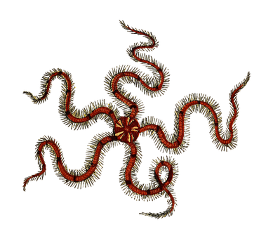 A Red And Gold Sea Creature
