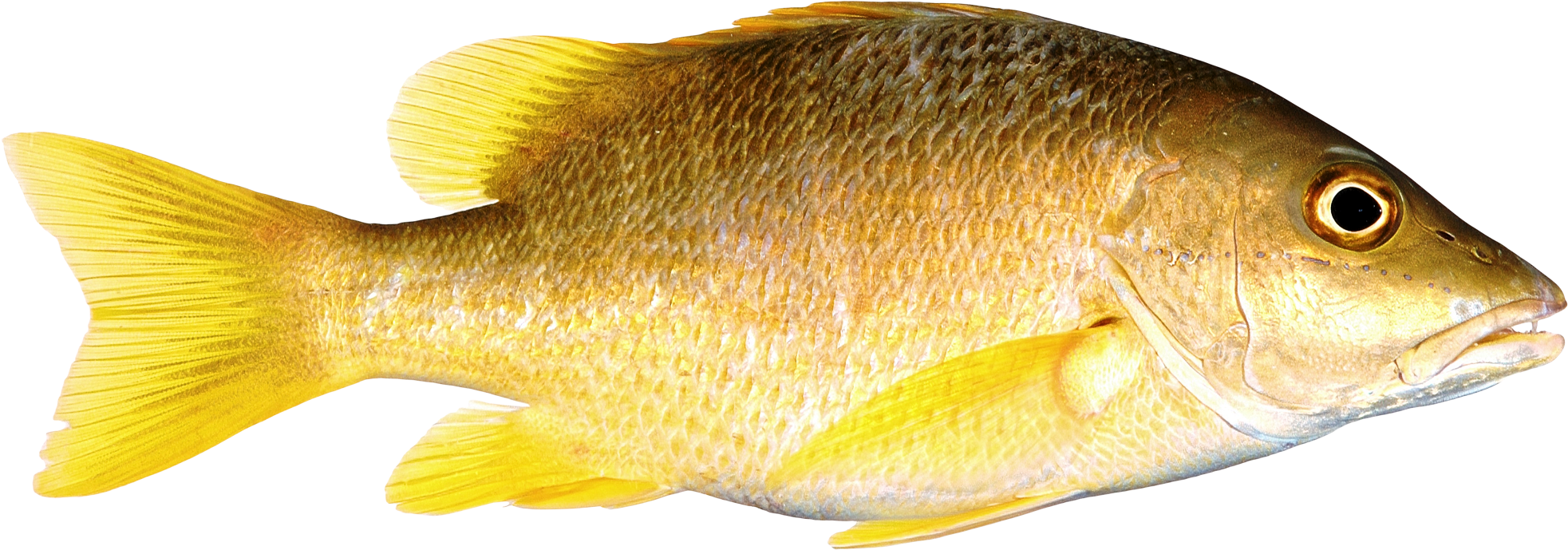 Fish Png Image - Fish With Transparent Background, Png Download