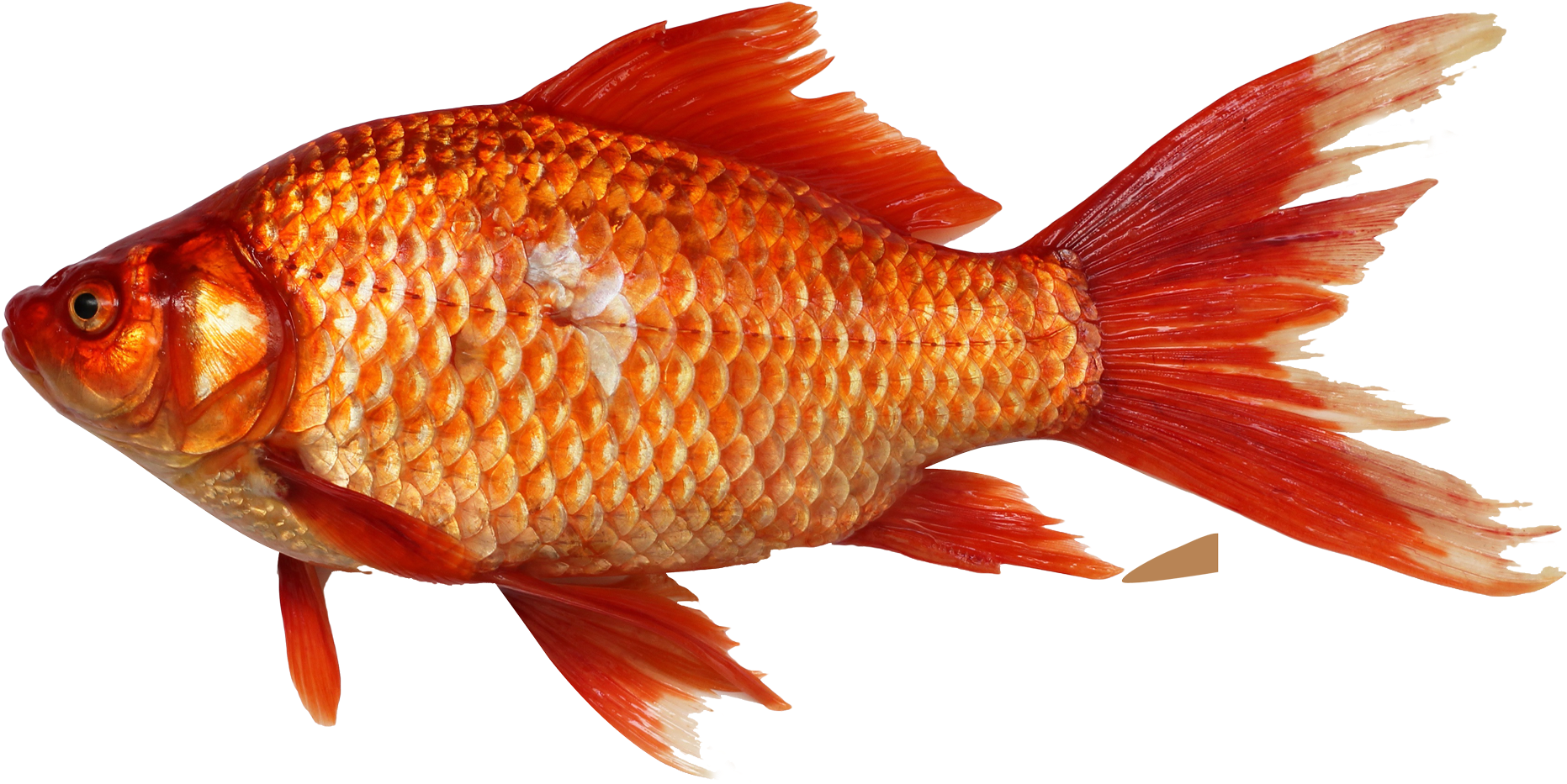 Fish Png, Transparent Png
