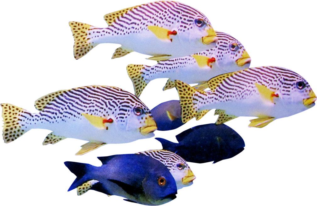 A Group Of Fish With Yellow Fins