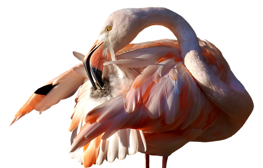 Flamingo Png 530 X 340
