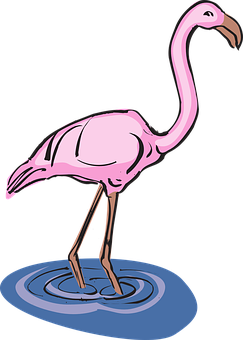 Flamingo Png 243 X 340