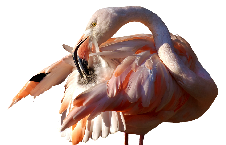 A Flamingo With Its Neck Down