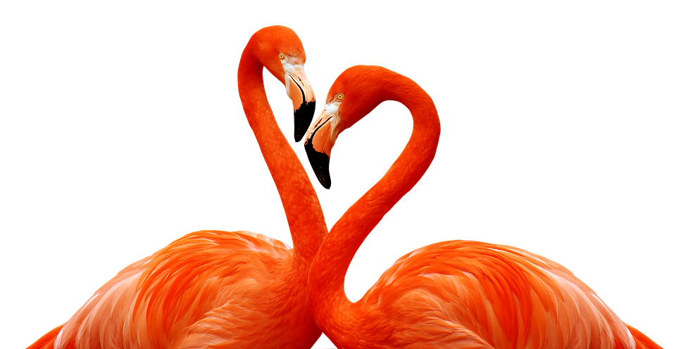Flamingo Png 960 X 496