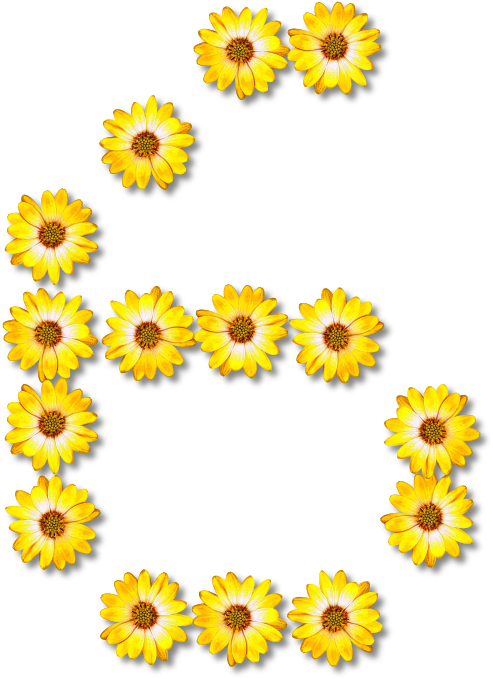 A Yellow Flowers On A Black Background
