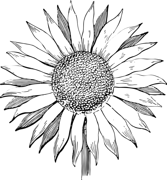 Floral Vector Png 667 X 720