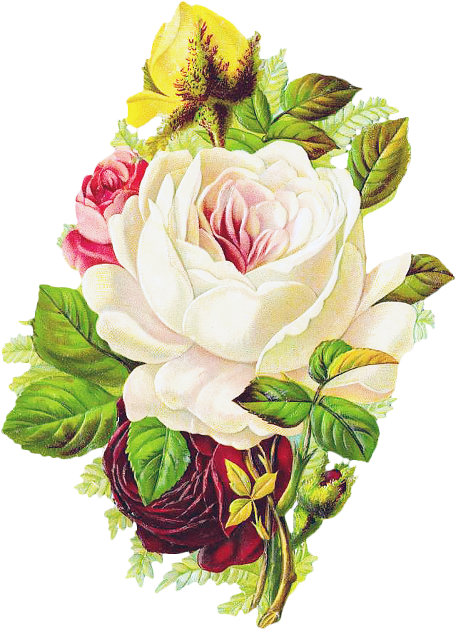 A White Rose With Red And Pink Flowers
