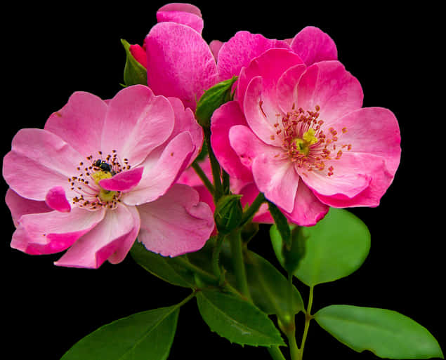 A Group Of Pink Flowers With Green Leaves