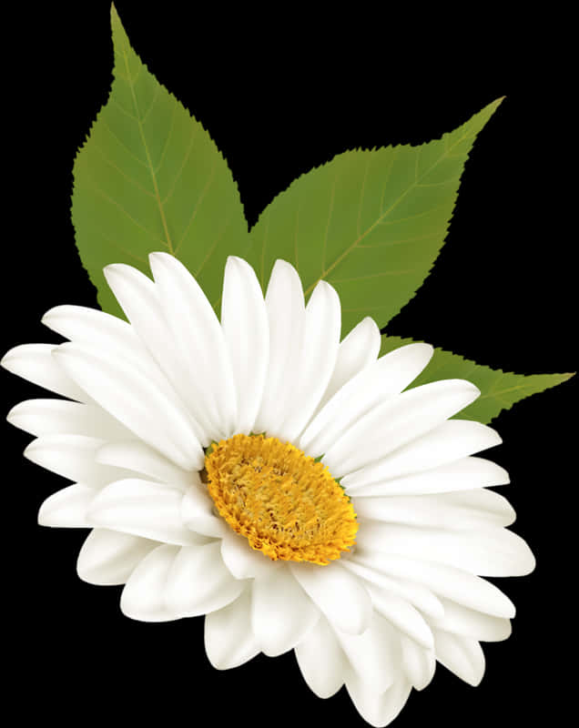 A White Flower With Yellow Center And Green Leaves