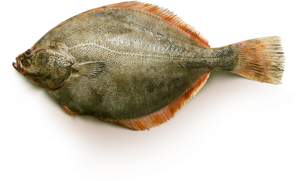 Flounder Png 598 X 364