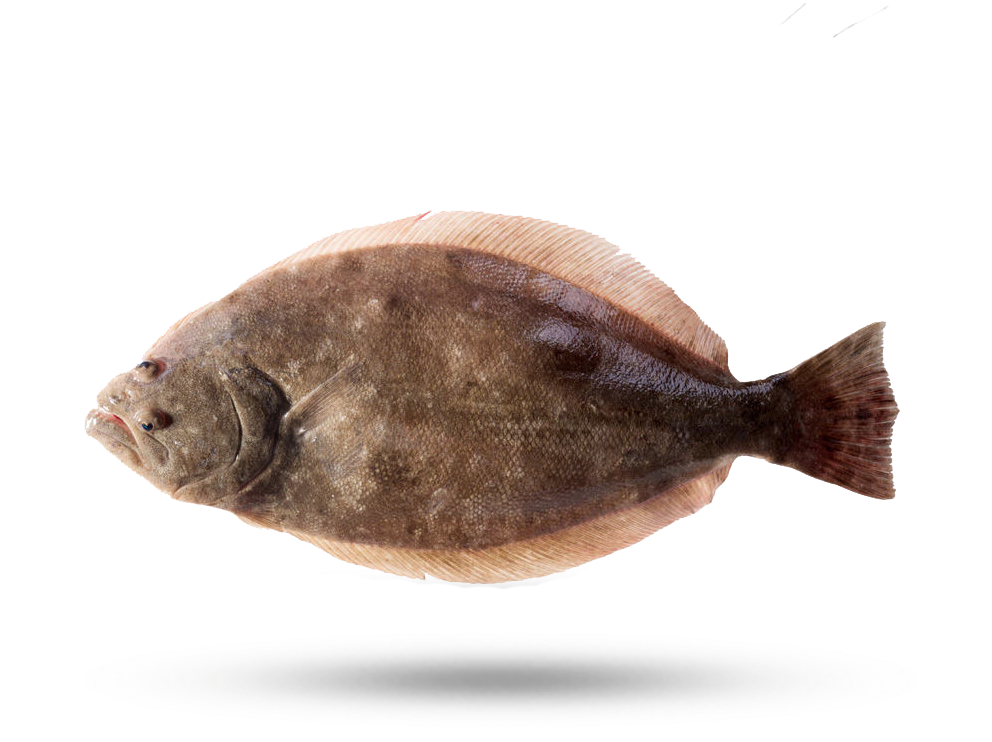 A Fish On A Black Background