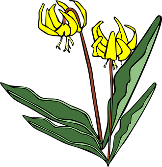 A Yellow Flowers With Green Leaves