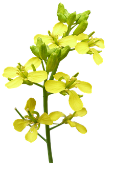 Flower Png 223 X 340