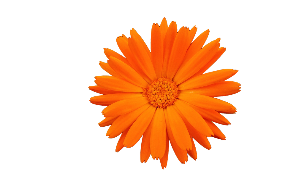 Flower Png 960 X 578