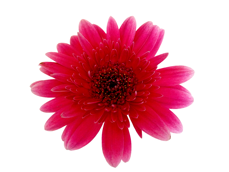 Flower Png 960 X 720
