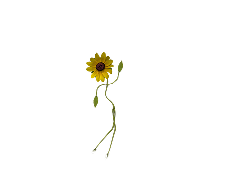 A Yellow Flower With A Black Background