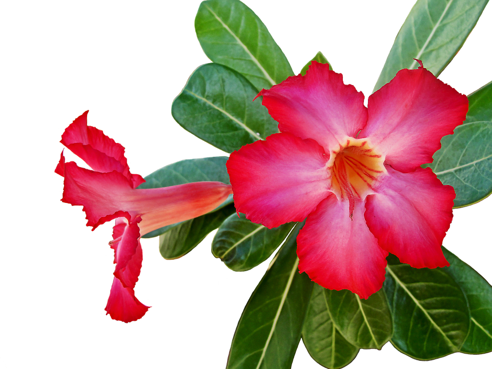 Flower Png 960 X 720