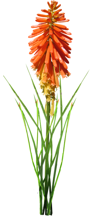 Flower Png 314 X 720