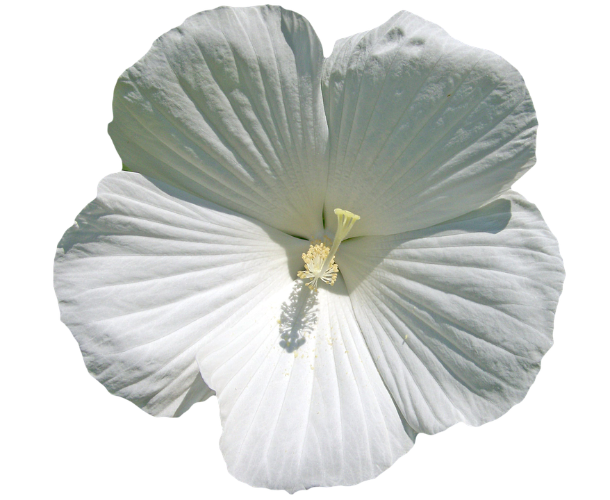 Flower Png 878 X 720
