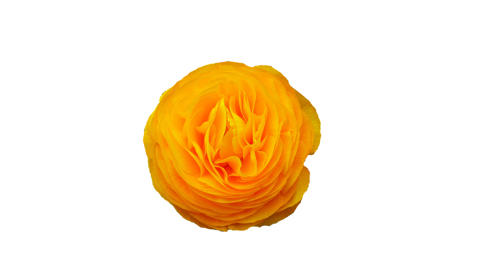 Flower Png 960 X 540