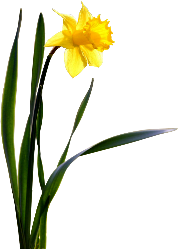 A Yellow Flower With Long Green Leaves
