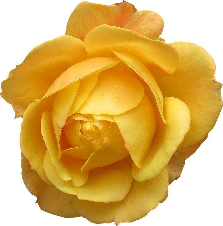 Bright Yellow Rose Flower
