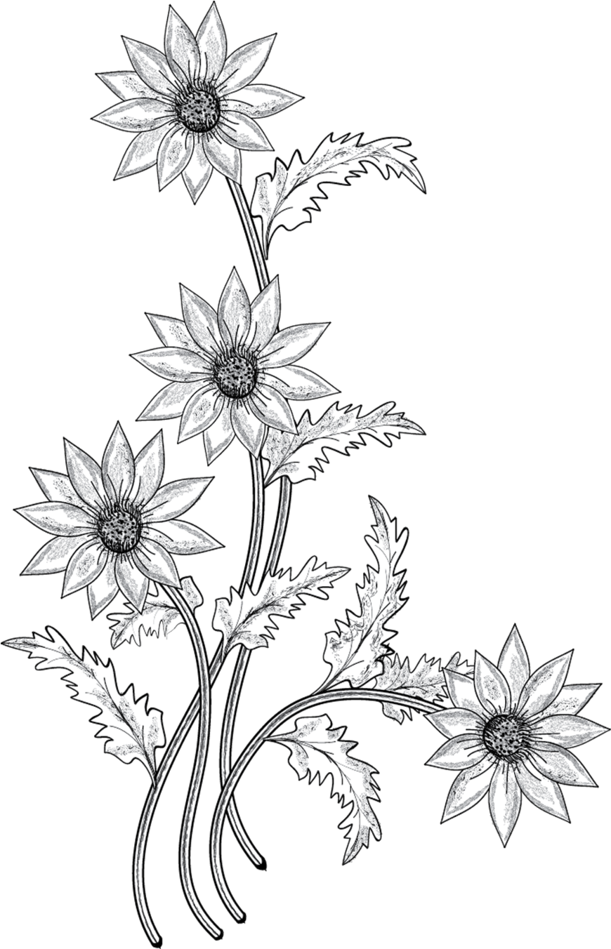 Flower Drawing Png 870 X 1352