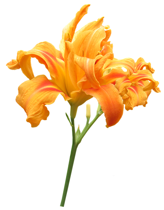 Flower Png 562 X 720