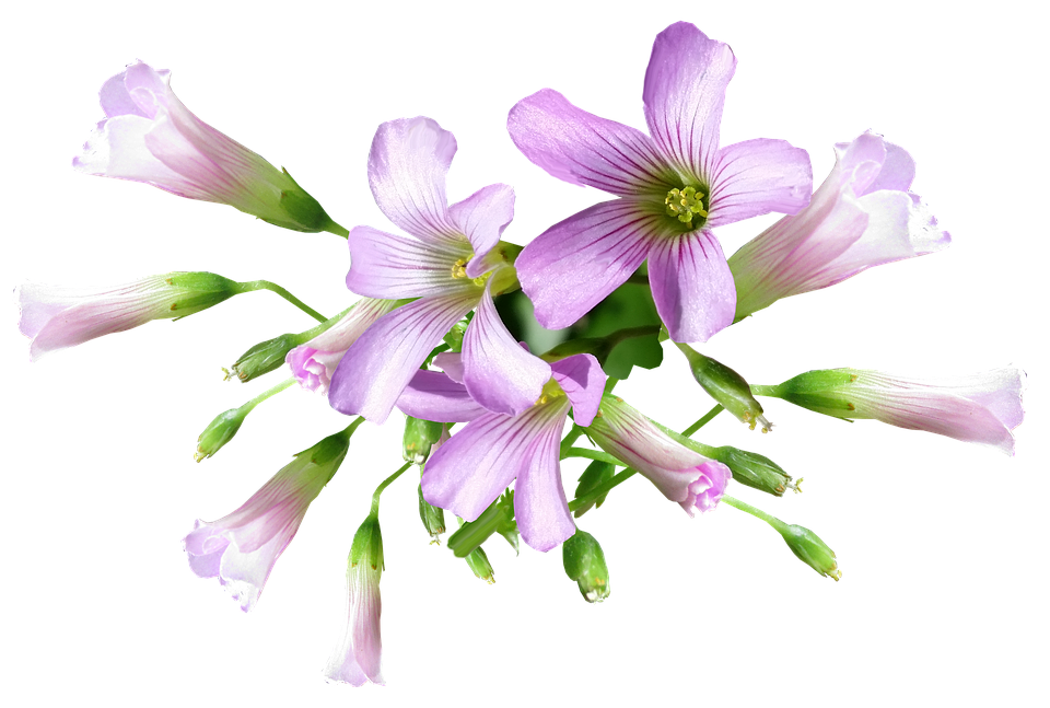 Flower Png 960 X 647