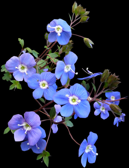 Flower,flowering Clockvine,morning Glory,forget Me - Transparent Blue Flowers Png, Png Download