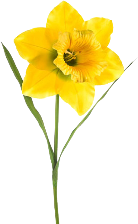 A Yellow Flower With Long Green Stems