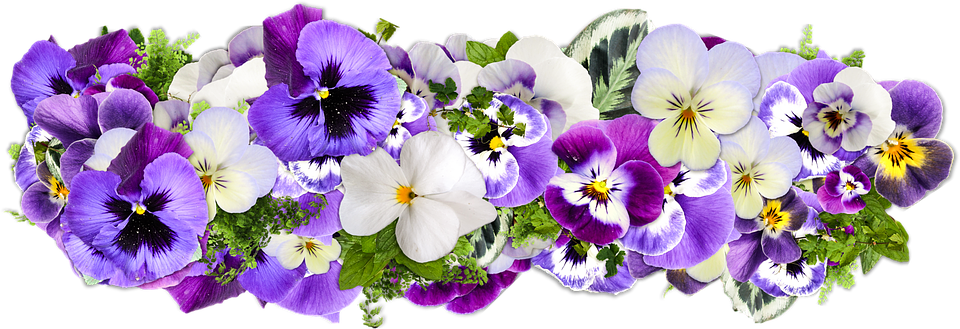 A Group Of Purple And White Flowers