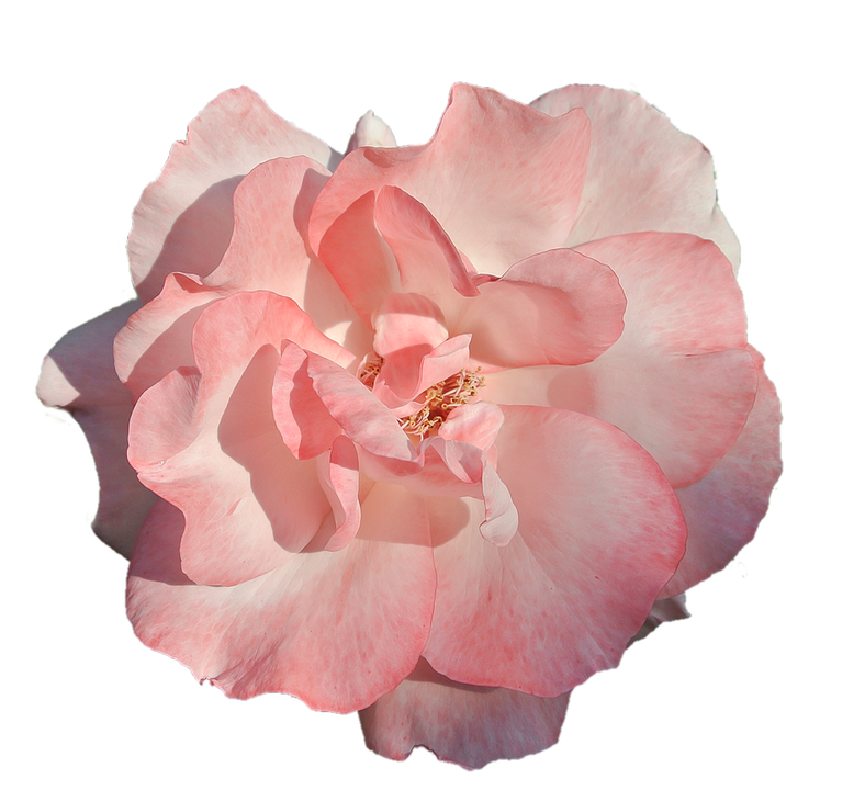 Flower Png 788 X 720