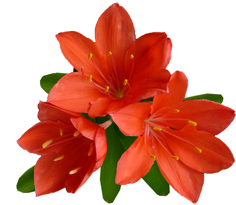 Flower Png 829 X 720