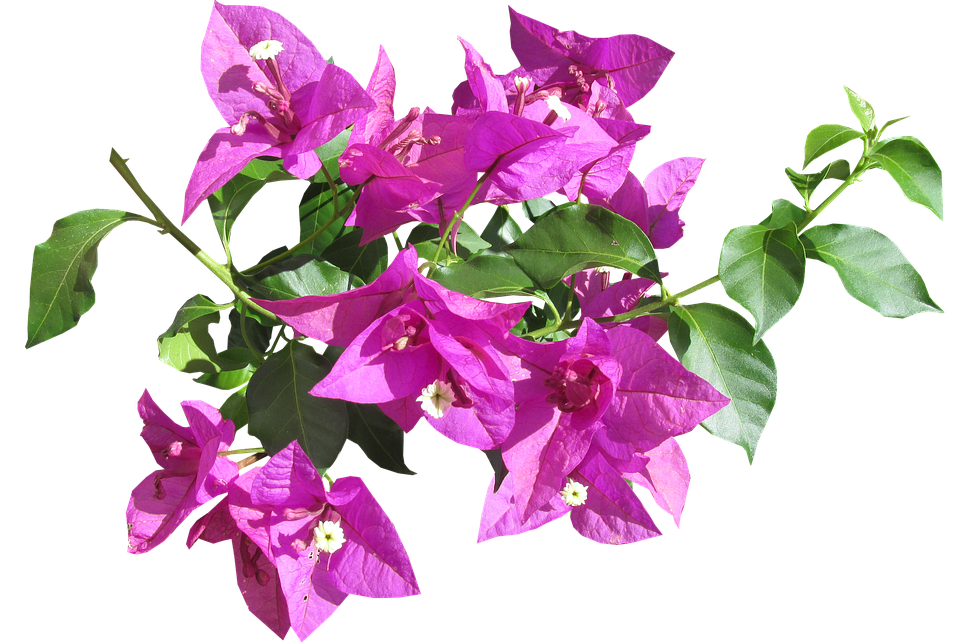 Flower Png 960 X 642