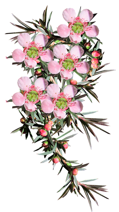Flower Png 405 X 720