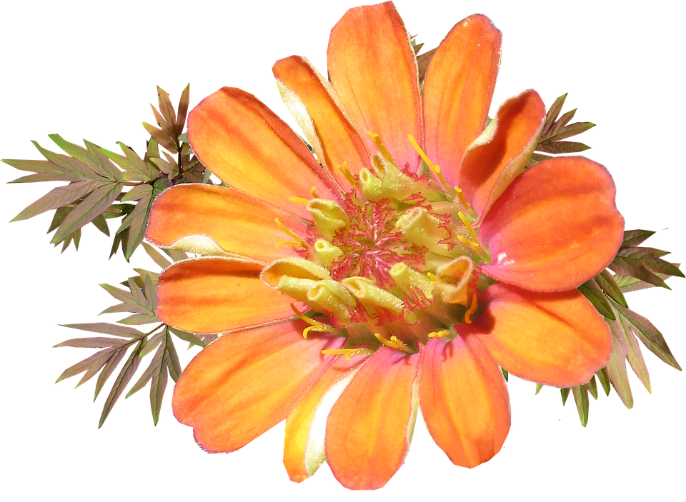 Flower Png 960 X 703