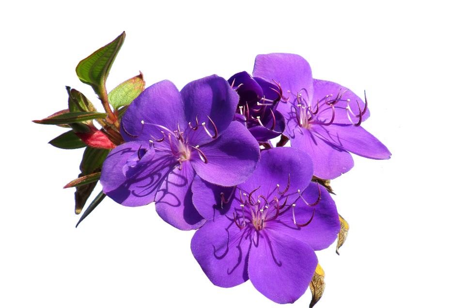Flower Png 960 X 636