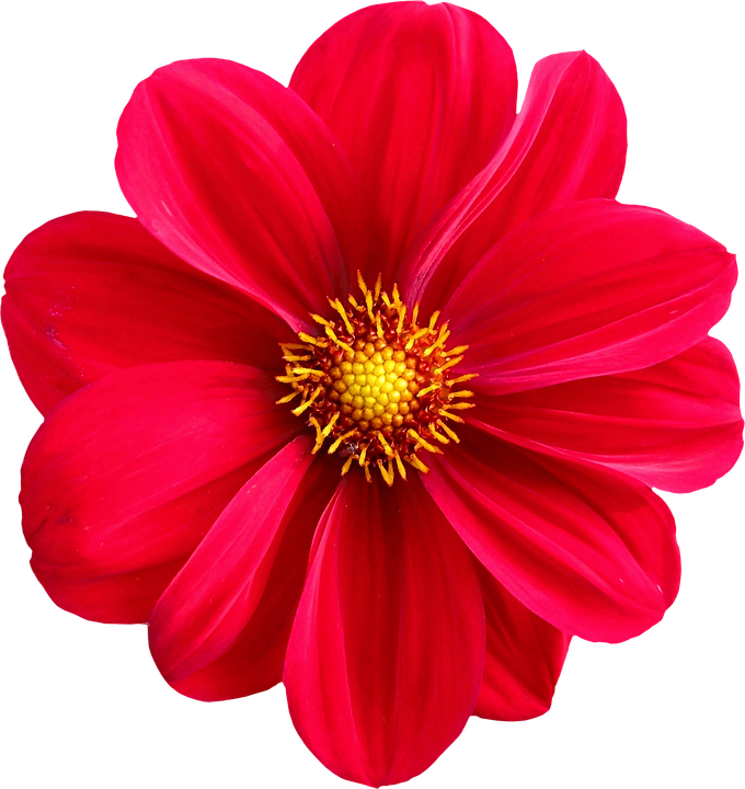 Flower Png 680 X 720