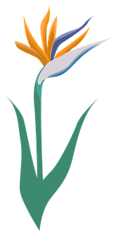 Flower Png 165 X 340