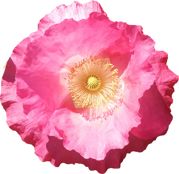Flower Png 742 X 720