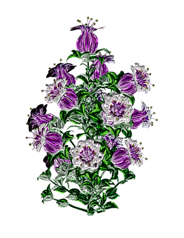 A Purple And White Flowers