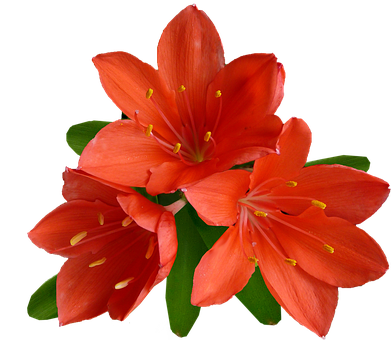 Flower Png 391 X 340
