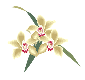 Flower Png 362 X 340
