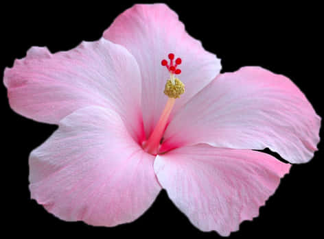 Pink And White Flower