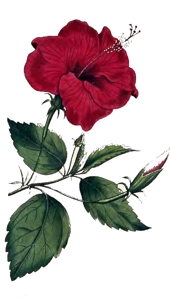 Flower Png Image - Flower Of Hibiscus Rosa Sinensis L, Transparent Png