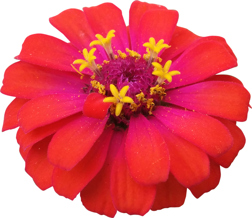 Flower Png 833 X 720