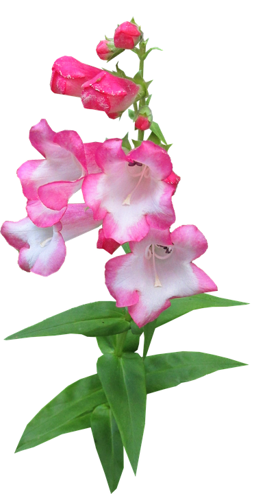 Flower Png 371 X 720