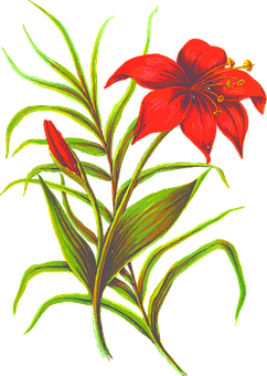 Flower Png 242 X 340